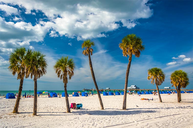 Seven palm trees on a beach in Clearwater, Florida