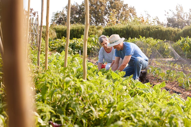 A senior couple harvesting vegetables from a community garden