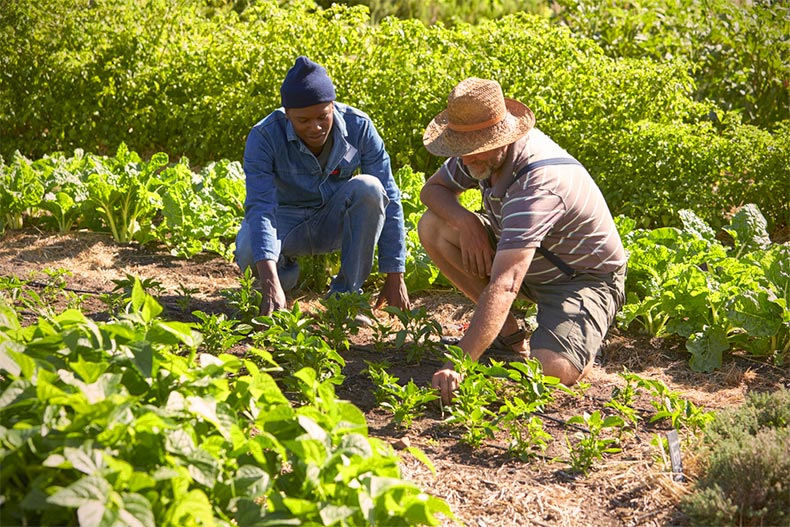 Two active adult men working together in a community garden on a sunny day