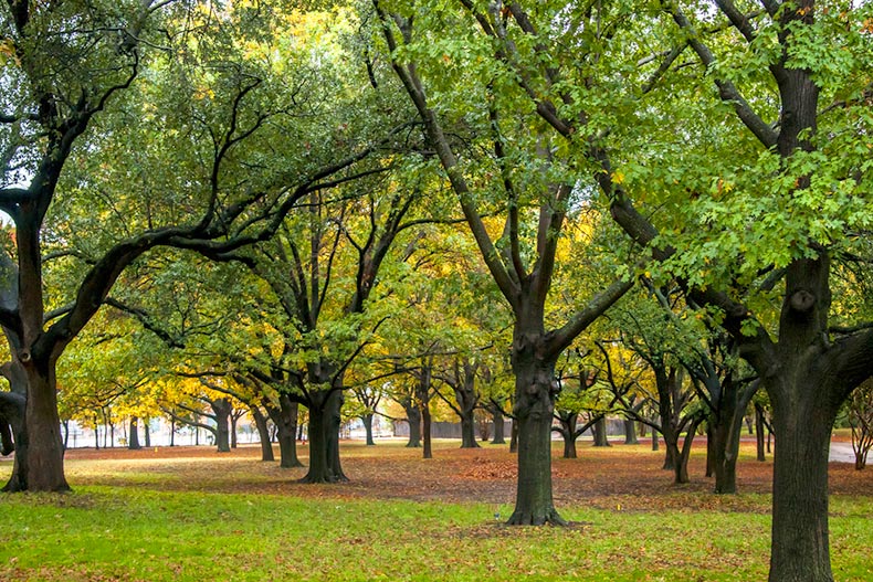 A grove of trees during the fall in the Dallas-Fort Worth area