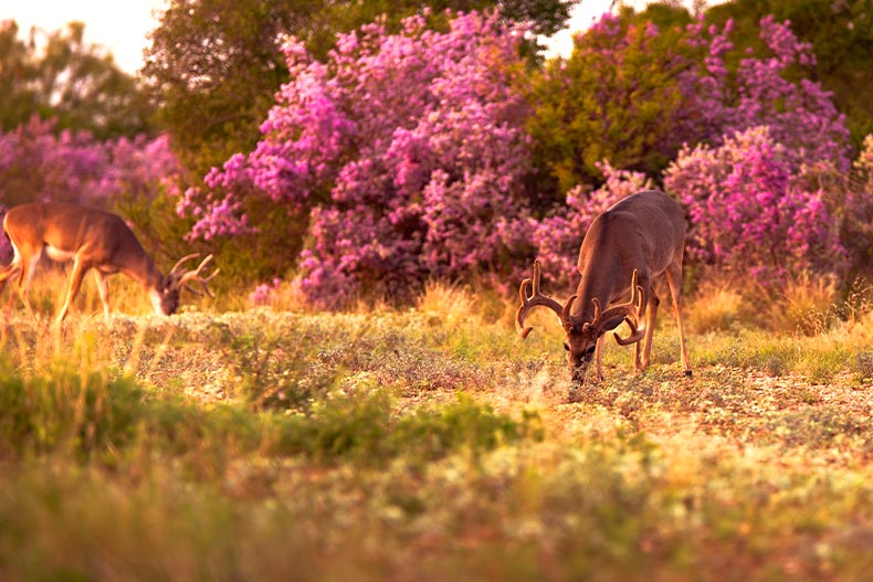 View of two whitetail deer foraging in a pink meadow located in South Texas