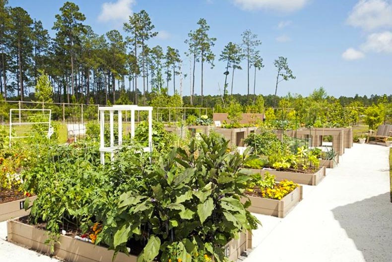 Outside view of gardening plots at Del Webb Ponte Vedra in Ponte Vedra, Florida