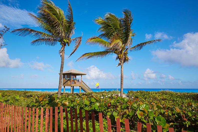 Palm trees beside a baywatch tower in Delray Beach, Florida