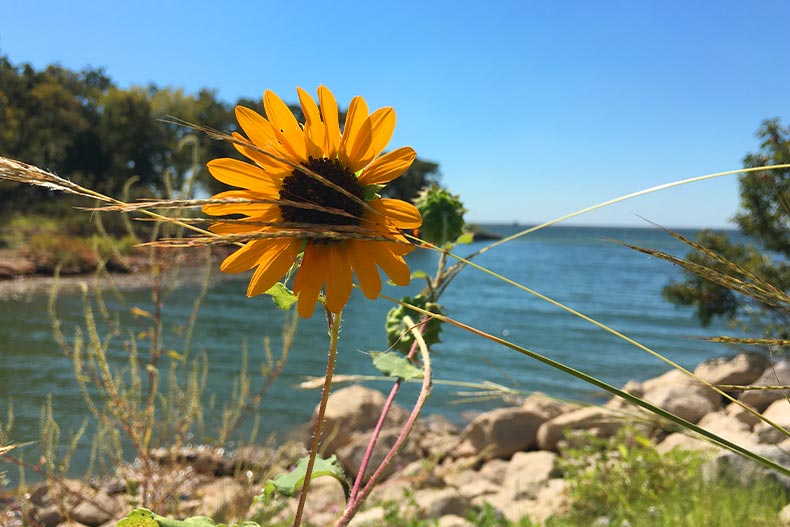 A daisy against a lake in Ray Roberts Lake State Park, Pilot Point, Texas