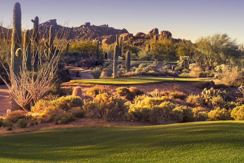 Cacti surrounding a desert golf course