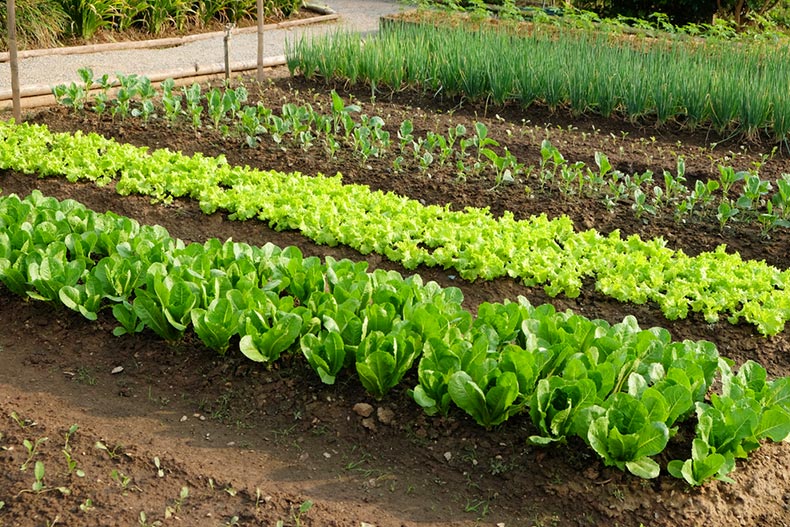 Vegetables blooming in neat rows in a community vegetable garden