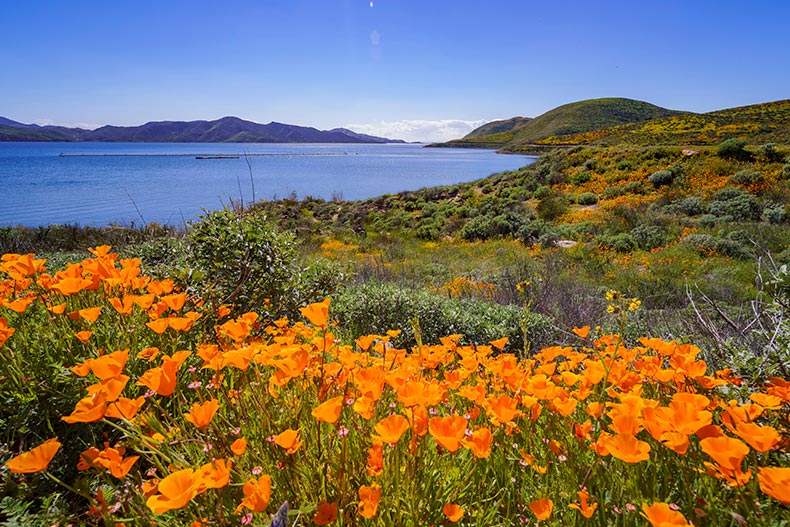 Photo of orange flowers in front of Diamond Valley Lake in California