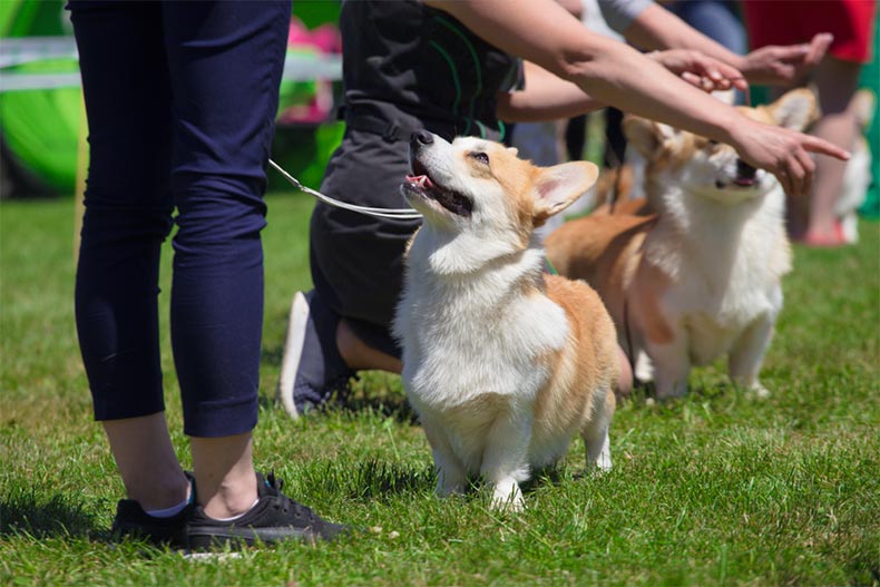 A line of corgis at an outdoor dog show