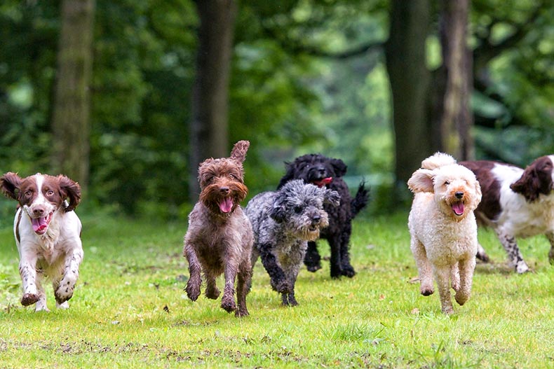 A group of dogs running represent the best dog breeds for retirees who want to travel