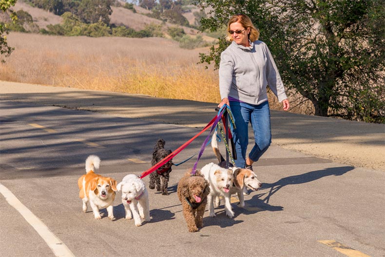 An older woman making extra money as a dog walker