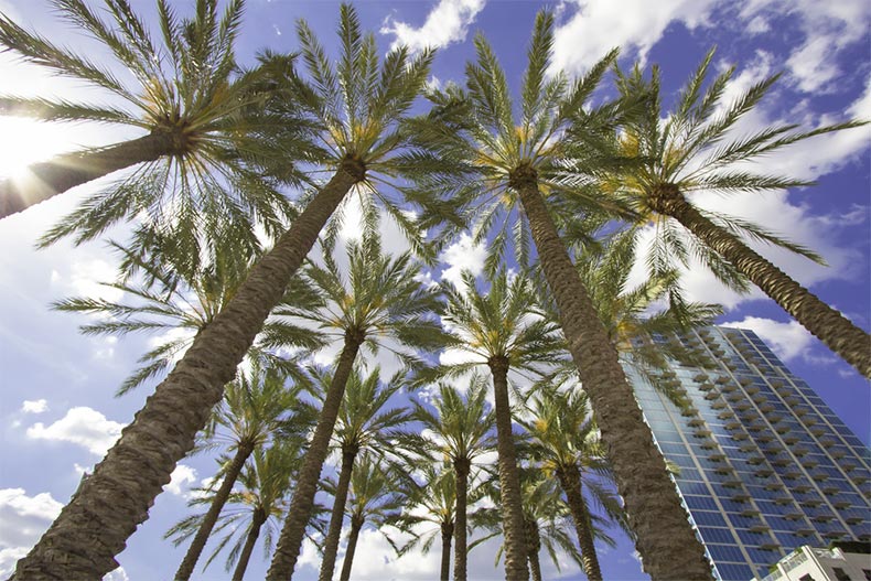 Looking up at palm trees in Downtown Tampa in Florida