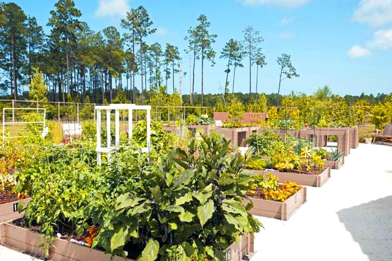 The community garden at Del Webb Ponte Vedra in Ponte Vedra, Florida