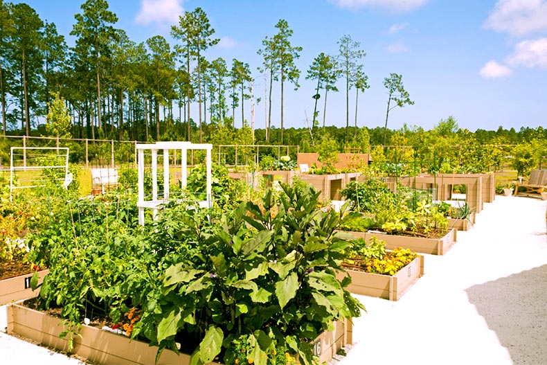 The community garden filled with crops located in Del Webb Ponte Vedra, Florida
