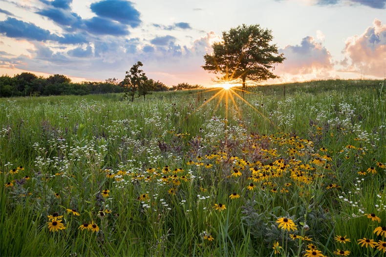 White and yellow flowers across a prairie at sunset in Elgin, Illinois