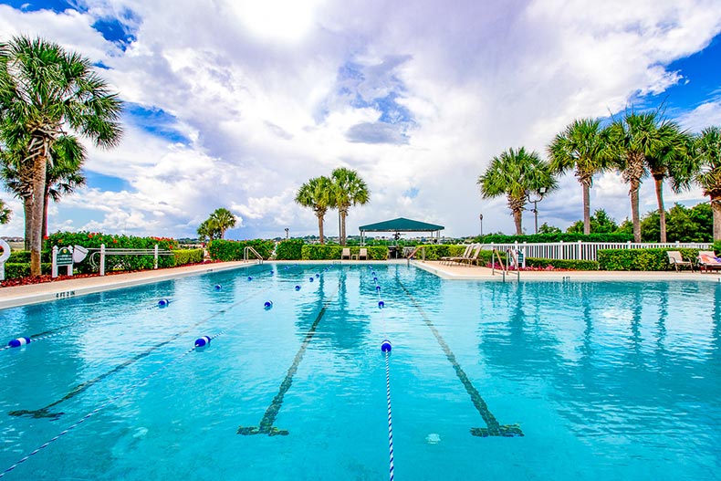 Palm trees surrounding the outdoor pool at Kings Ridge in Clermont, Florida