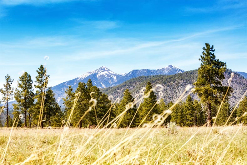 Tall grass, pine trees, and snow-capped mountains in Flagstaff, Arizona