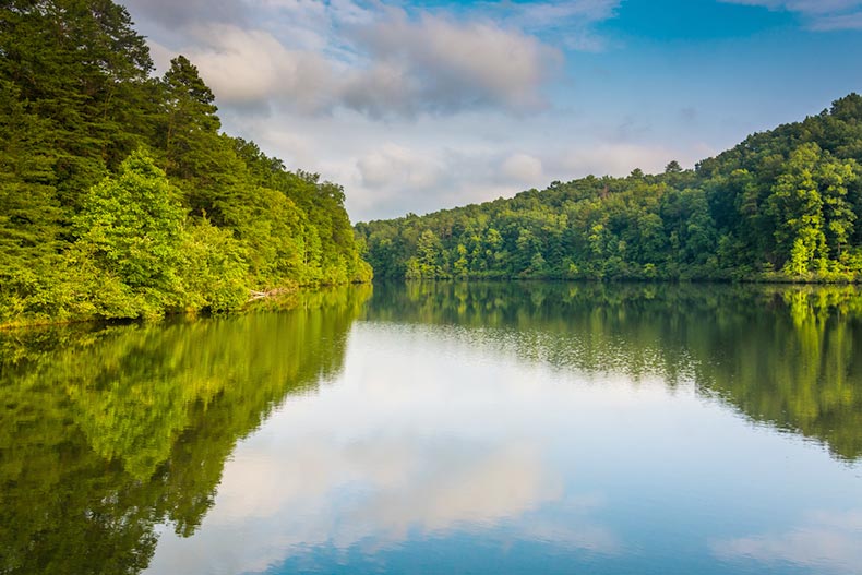 Green trees surrounding a calm lake in South Carolina