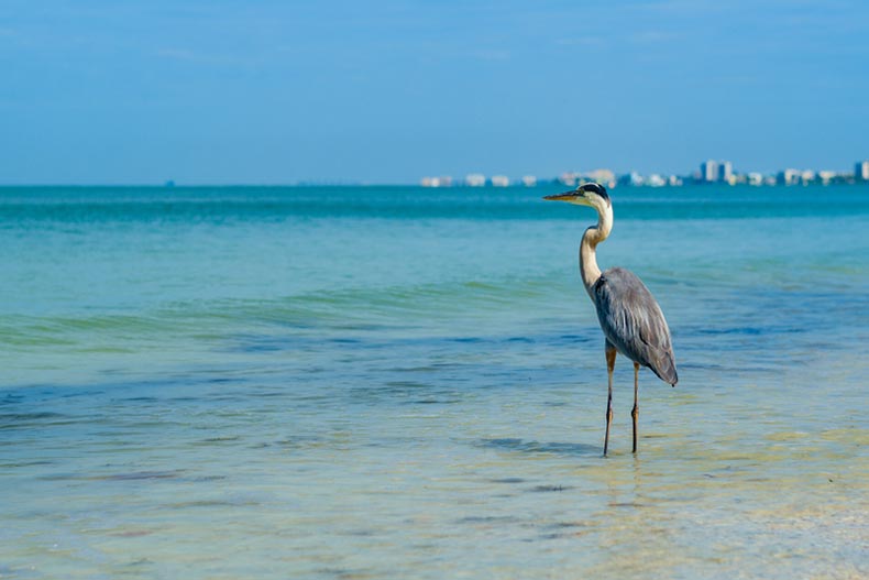 A Great Blue Heron on the shore in Fort Myers Beach on the west coast of Florida