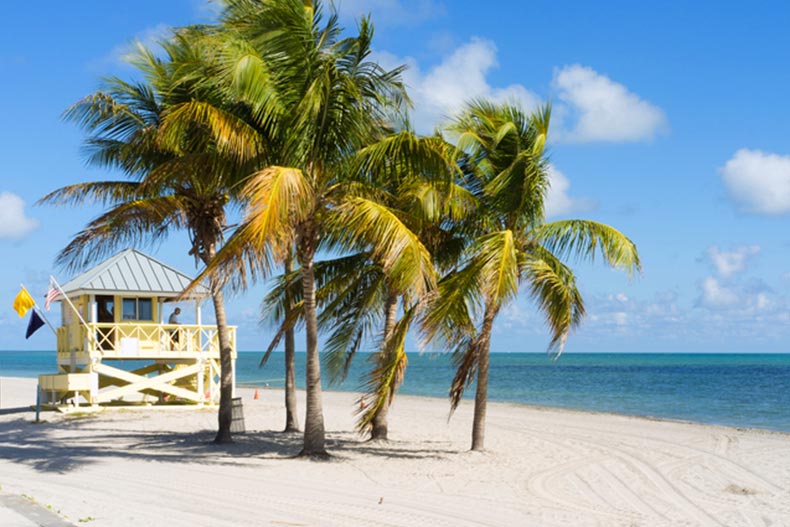 Palm trees and a lifeguard chair at Crandon Park Beach in Miami, Florida