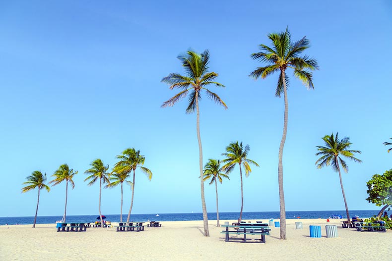 Palm trees and picnic tables on a beach in Fort Lauderdale, Florida