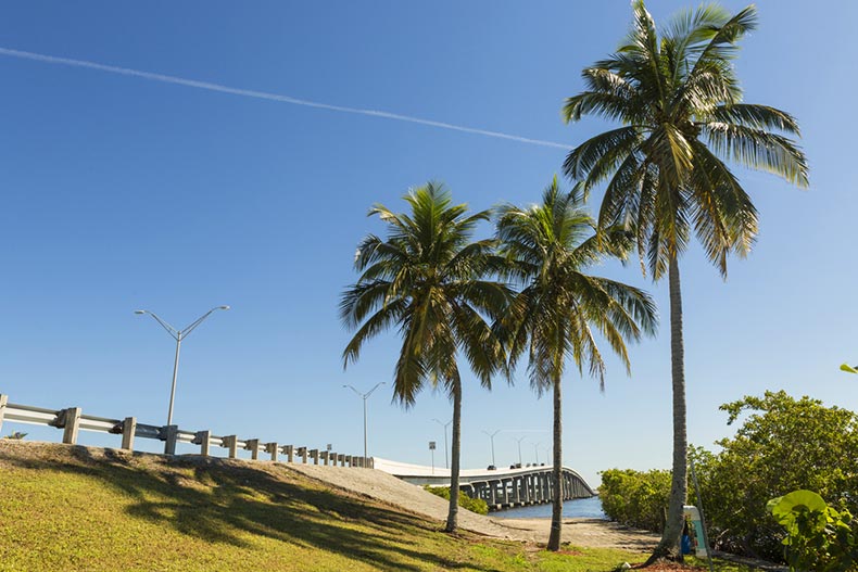 Palm trees beside the Edison Bridge in Fort Myers, Florida