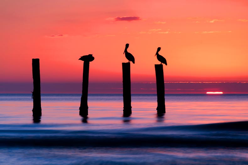 View of pelicans at a pier on the Gulf of Mexico in Fort Myers at sunset