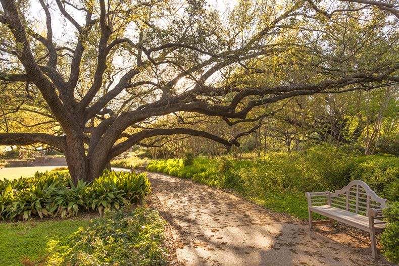 A bench beside a tree in the city park of Fort Worth, Texas