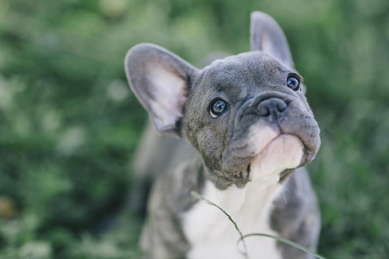 A 3-month-old blue french bulldog in a grassy field