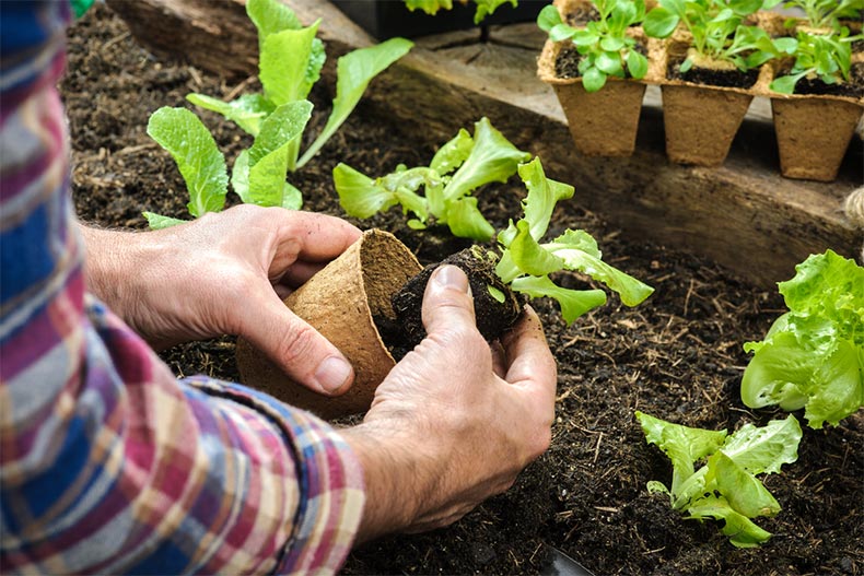 Closeup on the hands of an older man as he repots a vegetable seedling