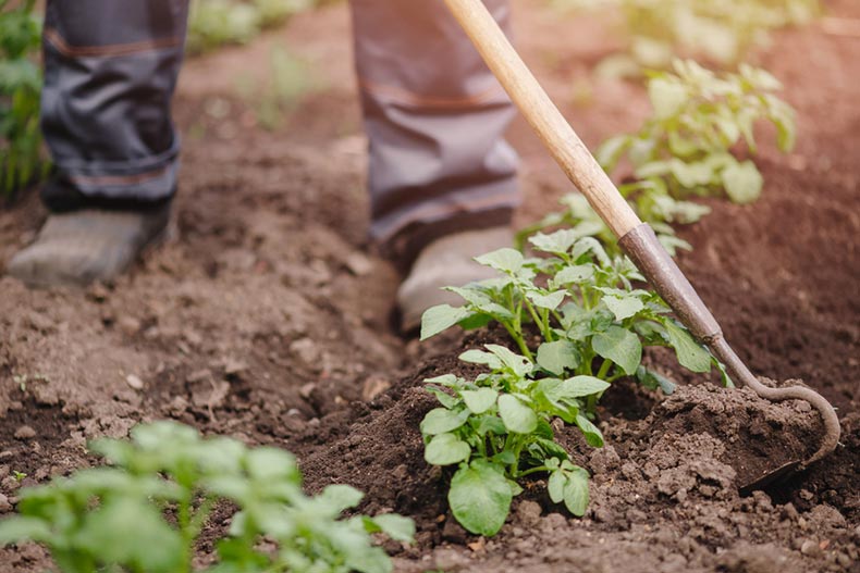 Closeup on the feet of a gardener using a hoe to till the soil near a row of plants