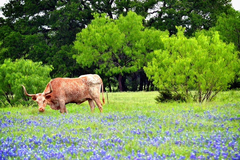 A longhorn cow standing in a bluebonnet field near Georgetown, Texas.