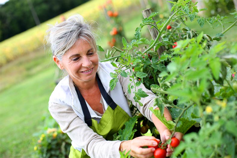 An senior woman tending to the tomatoes in a community garden