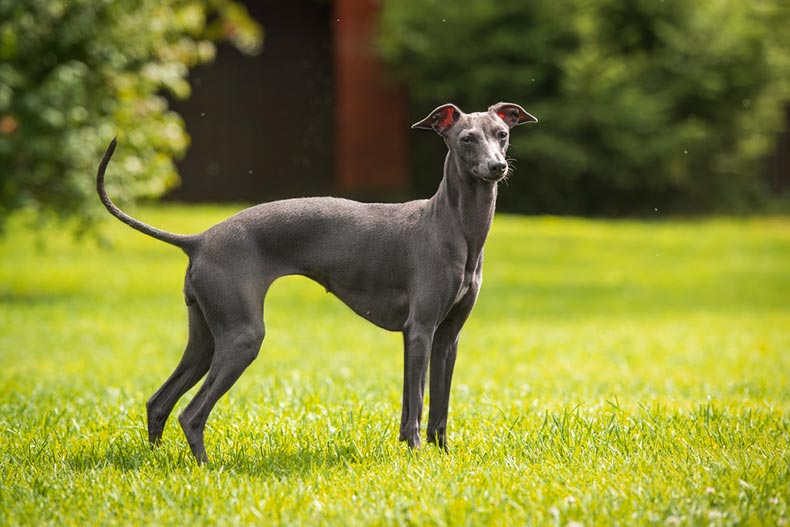 An Italian greyhound standing in a grassy field