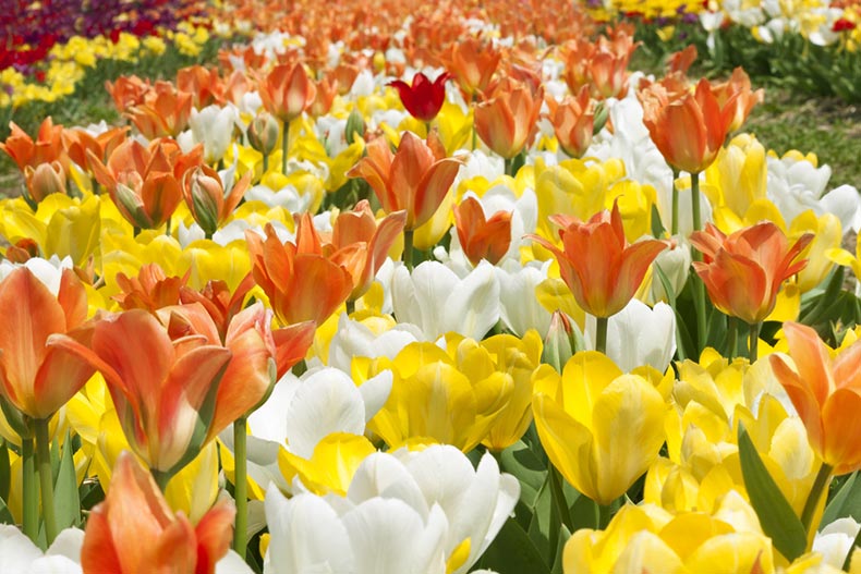 A colorful tulip field in Haymarket, Virginia in Prince William County