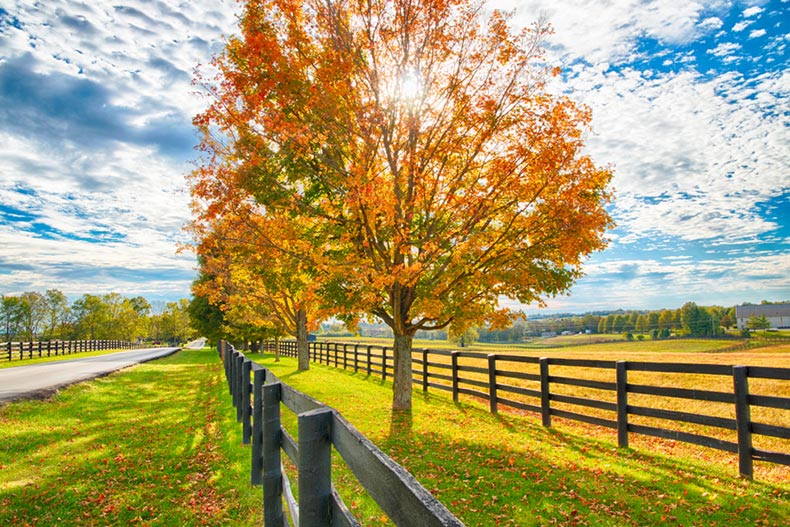 Beautiful autumn country landscape with a road, a colorful tree, and horse pastures