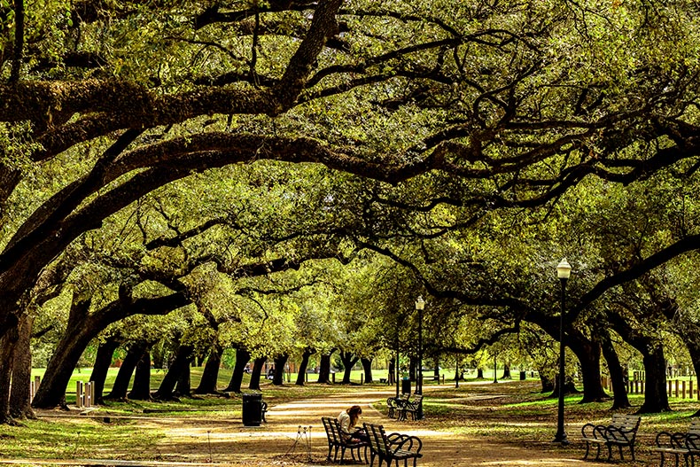 A tree canopy covering a pathway with benches in a Houston, Texas park