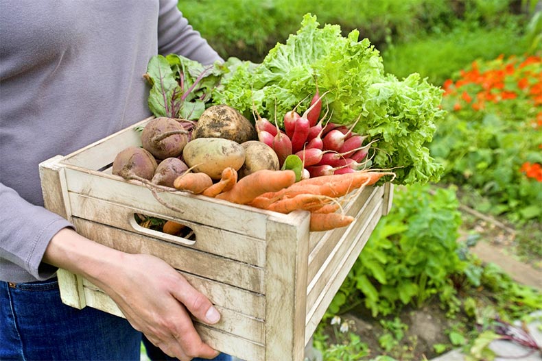 A woman carrying a wooden crate with freshly harvested vegetables from the community garden