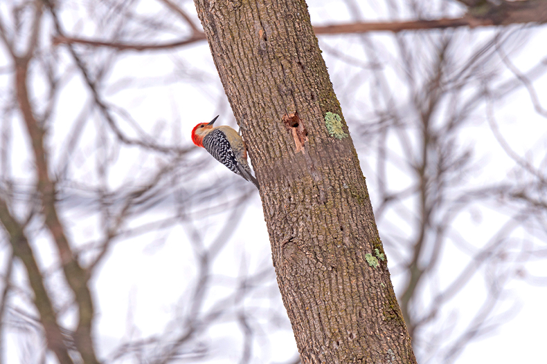 A red-bellied woodpecker perched on a tree in Deer Grover Forest Preserve in Illinois