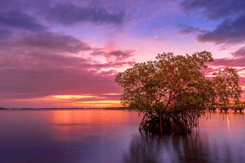 A sunrise behind a Mangrove tree at Jensen Beach in Florida