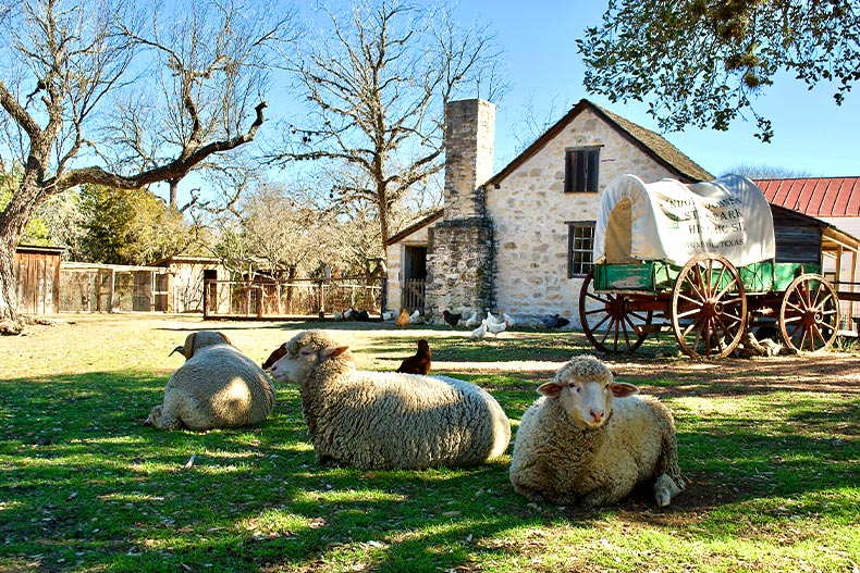 Sheep, chickens, and a covered wagon on a farmstead in Lyndon B. Johnson National Historical Park in central Texas