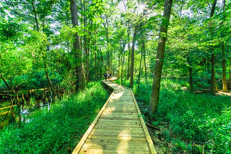 Photo of a walking path surrounded by greenery in Jesse H. Jones Park and Nature Center of Humble, Texas