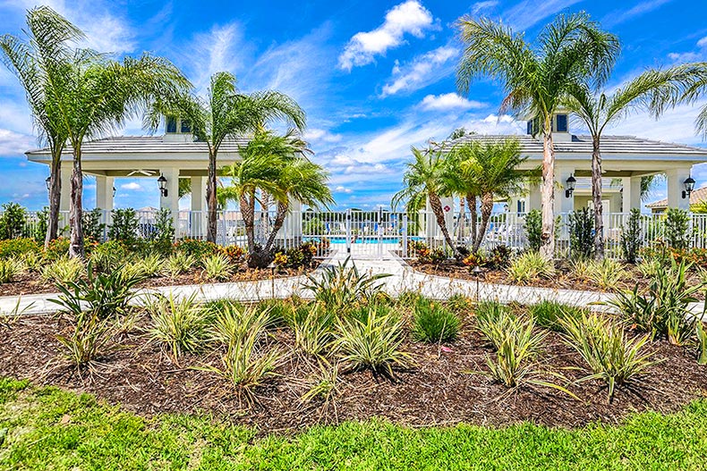 Palm trees and greenery surrounding the outdoor pool at Kings Gate in Port Charlotte, Florida