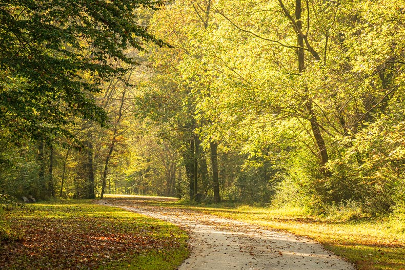 A trail through an early autumn forest in North Carolina