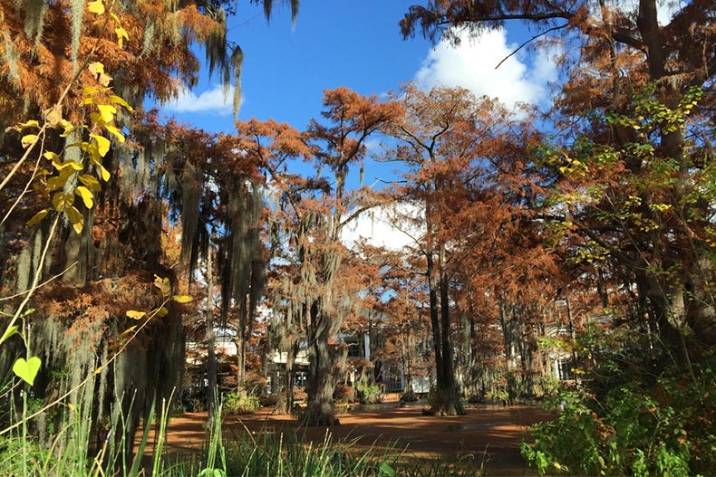Trees with Spanish Moss at Cypress Lake in Lafayette, Louisiana