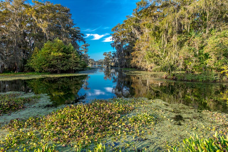 A swamp near Lake Martin and Breaux Bridge in Lafayette, Louisiana