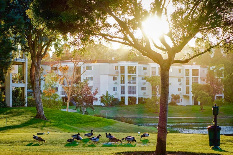 Sunshine over a condo building and ducks on a golf course at Laguna Woods Village in Laguna Woods, California