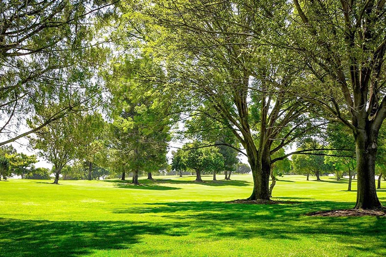 Trees dotting a greenspace on the grounds of Laguna Woods Village in California
