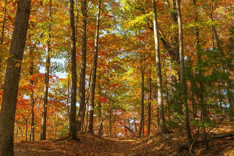 A trail through the autumn woods in North Carolina