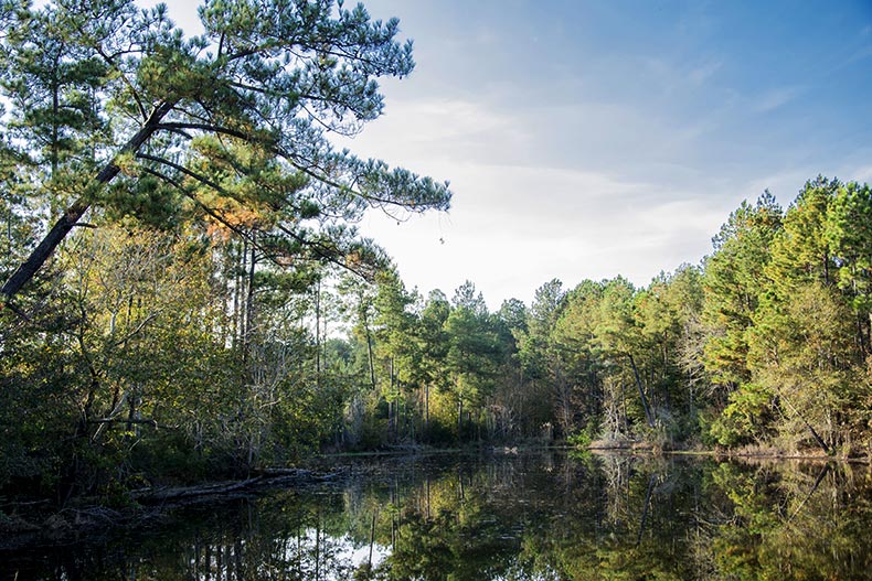 Trees surrounding a picturesque pond in DeSoto National Forest near Laurel, Mississippi