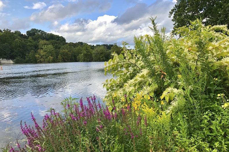 Wildflowers growing along the Lehigh River near Easton, Pennsylvania